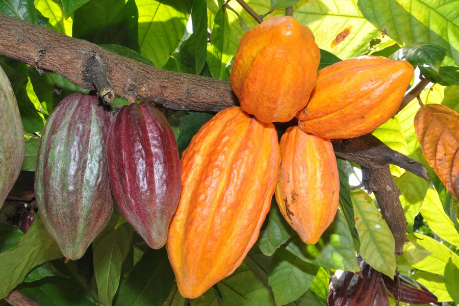 cacau
